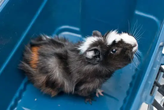 Do All Rats Have Rabies?