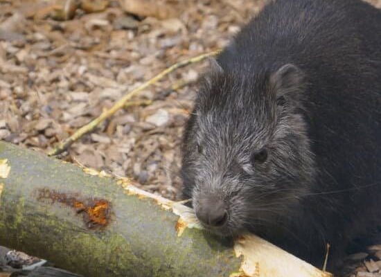 18 Amazing Facts About Rats That Are White