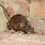 How Hard is Rat Poop to Identify?