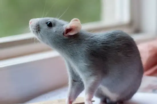 How Big Do Rats Get?