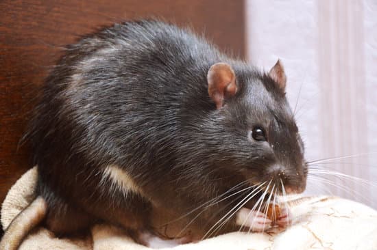 Why Do Rats Have Long Tails Pestwhisperer