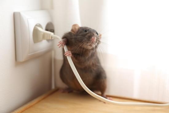 How Do Mice Turn Into Rats Pestwhisperer