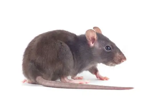 Does Rat Contain Poison?