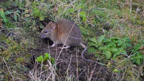 Where Do Rats Originate From?