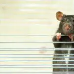 How Common is Rat Bite Fever?