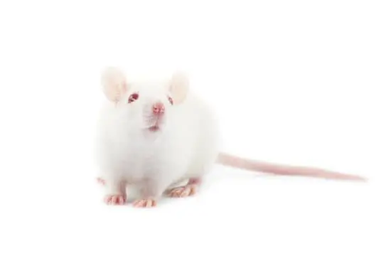 How Quickly Do Rats Reproduce?