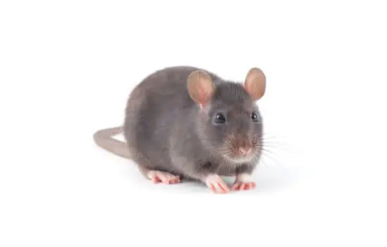 How Many Rats in New York City?