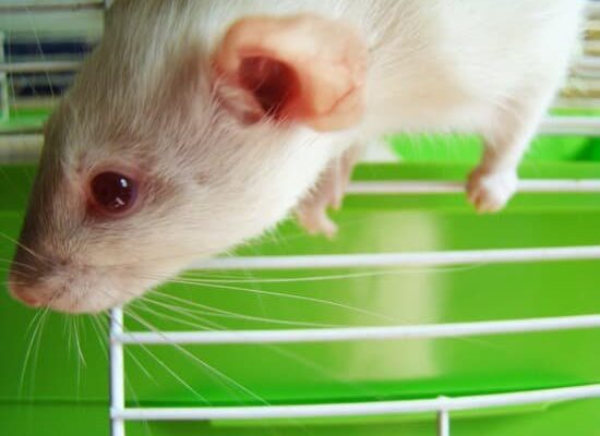 Does Your Rat Carry Fleas?