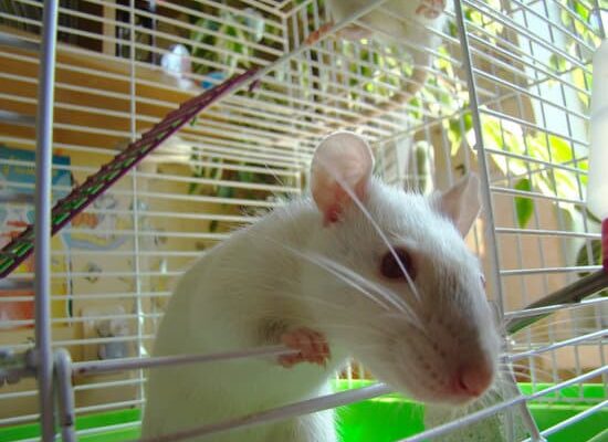 How Much Do Rats Sell For?