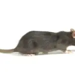 What Rat Should I Get For My New Pet?