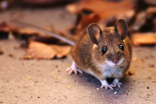 What Rats Won’t Do (Movie Review)