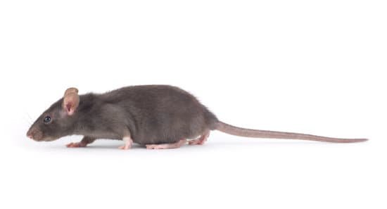 Do Rats Eat Mice?