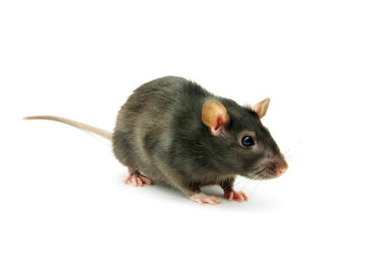 How Long Do Fancy Rats Live?