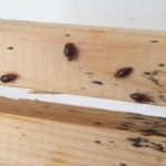 How Do Bed Bugs Bite?