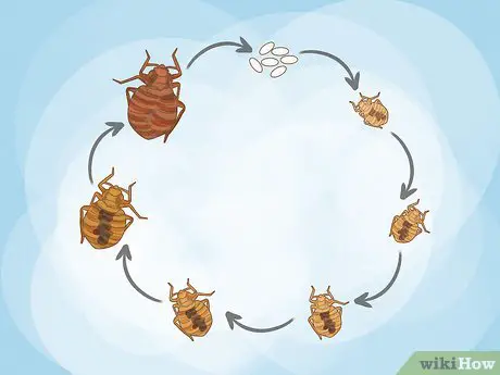 How Are Bed Bugs Caused?