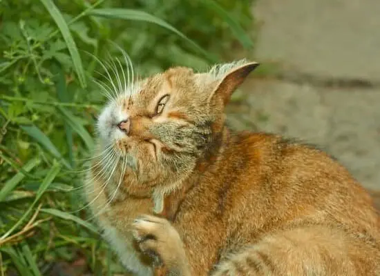 How Often Do Fleas Lay Eggs?