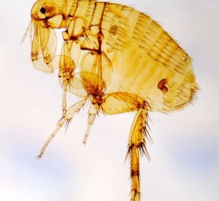 Where Does Fleas Hide?