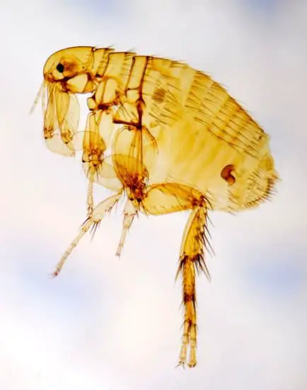 Can Fleas Live on Humans?