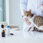 Fleas - Are Fleas Bad For Kittens?