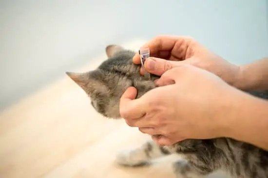 Can Indoor Cats Get Fleas?