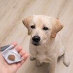 If My Dog Has Fleas What Should I Do?