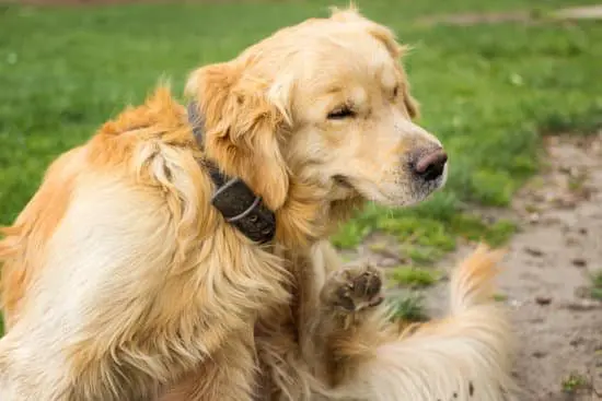 Why Do Fleas Exist?