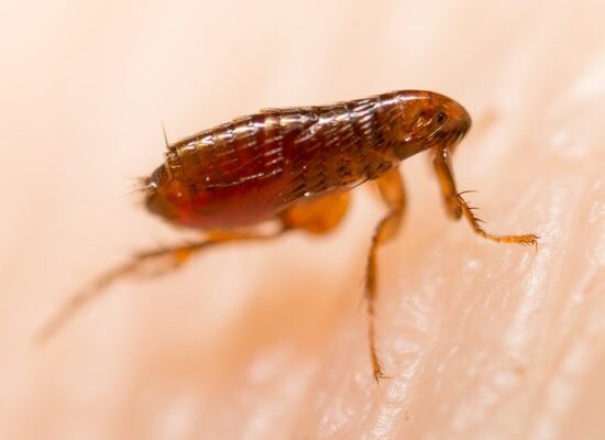 Do Fleas Cause Tapeworms?