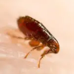 Do Fleas Have to Bite For Frontline to Work?