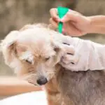 How to Get Rid of Fleas in One Day