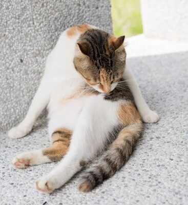 Can You Use Flea Shampoo on Kittens?