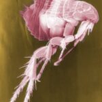 Why Does Fleas Bite Humans?
