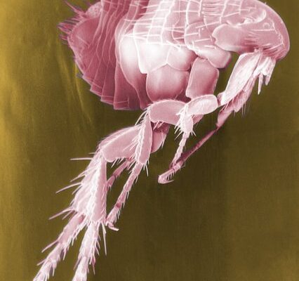 Can Cat Fleas Get on Humans?