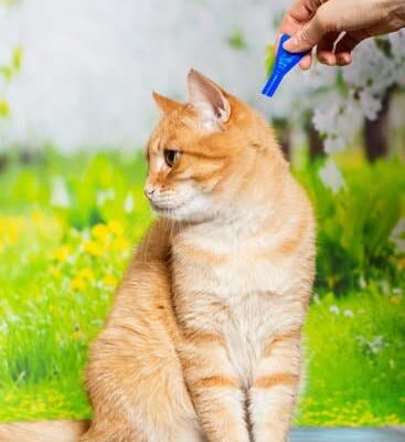 How Much Does Flea Extermination Cost?