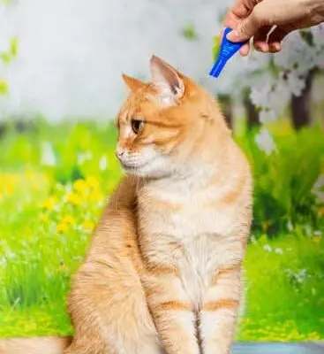 How Much Does Flea Extermination Cost?