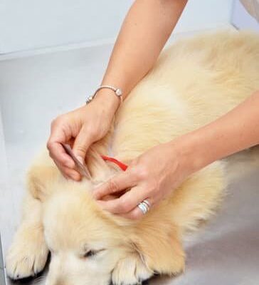 How Do Fleas Survive?