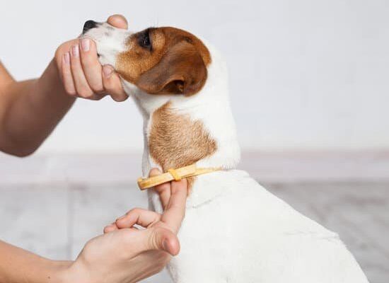 How Can Fleas Infest Your House?
