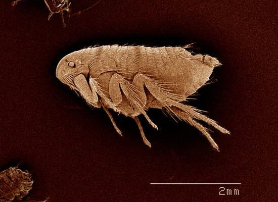 Can Apple Cider Vinegar Kill Fleas?