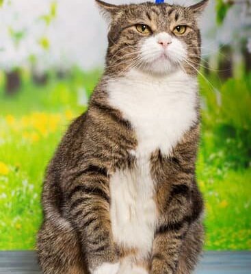 Where Are Fleas Found?