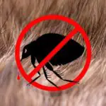 How Much to Spray For Fleas