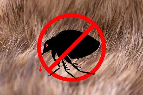 Do Fleas Live in Human Hair?