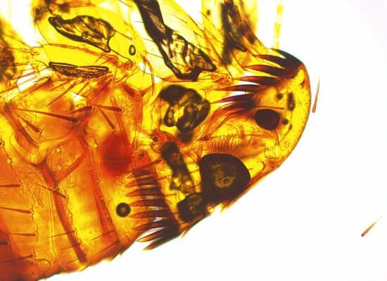 Will FRONTLINE Kill Existing Fleas?
