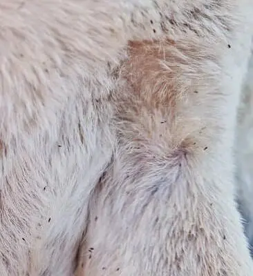 Do Fleas Drown in Water?