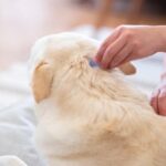 How Can Vets Get Rid of Fleas?