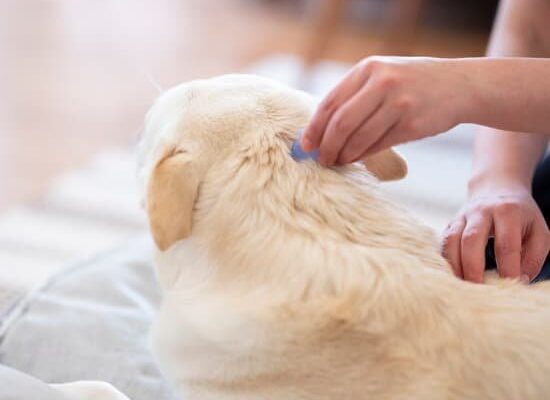 How Can Vets Get Rid of Fleas?