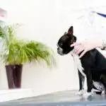 Flea Medicine - Can Dogs Still Get Fleas?