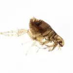 Can Fleas Have Nests in Your Carpet?