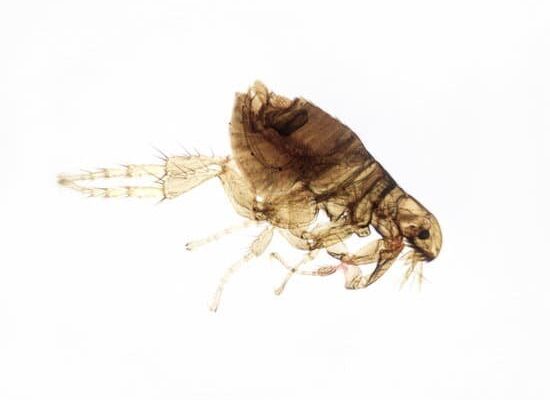 How Fleas Attach to Humans