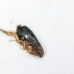 Reasons Why You May Have Fleas in Your House