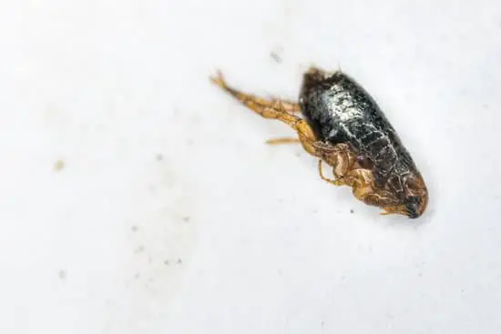 Do Fleas Carry Disease?