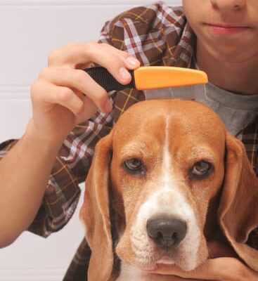 Will Fleas Live in Human Hair?